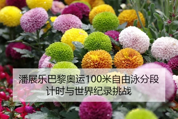 潘展乐巴黎奥运100米自由泳分段计时与世界纪录挑战