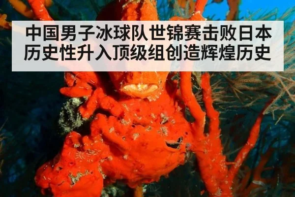 中国男子冰球队世锦赛击败日本历史性升入顶级组创造辉煌历史